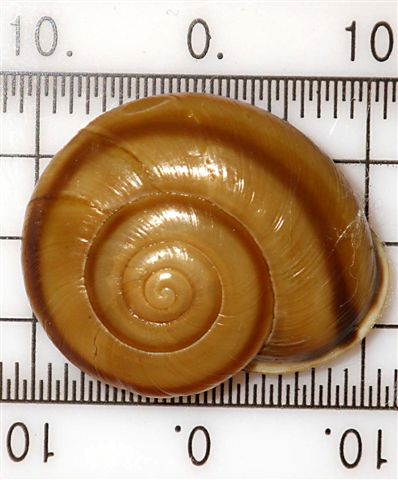 Chilostoma (Chilostoma) adelozona (Strobel,1857).